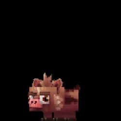 Boar Piglet