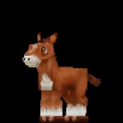 Foal