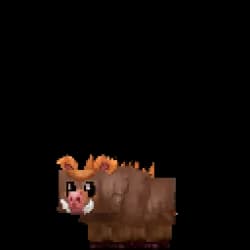 Warthog Piglet