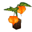 Kweebec Candle