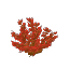 Plant Bush Arid Red