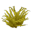 Plant Bush Arid Sharp
