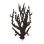 Plant Bush Dead Tall