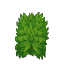Plant Bush Green