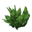 Plant Bush Jungle