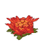 Plant Cactus Flower