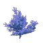 Plant Coral Bush Blue