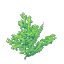 Plant Coral Bush Green