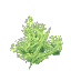 Plant Coral Bush Lime