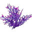 Plant Coral Bush Poisoned