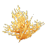 Plant Coral Bush Yellow