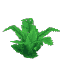Plant Fern