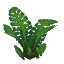 Plant Fern Jungle