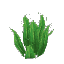 Plant Fern Tall