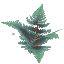 Plant Fern Wet Giant