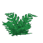 Plant Fern Winter