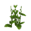 Plant Flower Bushy Green