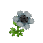 Plant Flower Common Grey