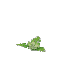 Plant Flower Common Lime