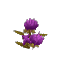 Plant Flower Common Purple