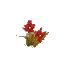 Plant Flower Common Red