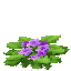 Plant Flower Common Violet2