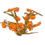 Plant Flower Flax Orange