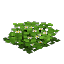 Plant Flower Flax White