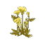 Plant Flower Hemlock