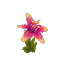 Plant Flower Orchid Pink