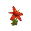 Plant Flower Orchid Red