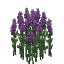 Plant Flower Tall Purple