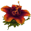 Plant Flower Tall Red