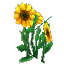 Plant Flower Tall Yellow