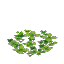 Plant Flower Water Duckweed