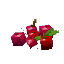 Plant Fruit Berries Red