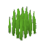 Plant Grass Sharp Tall