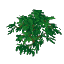 Plant Leaves Banyan
