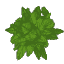 Plant Leaves Beech