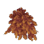 Plant Leaves Fir Red