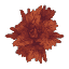 Plant Leaves Maple