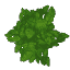 Plant Leaves Oak