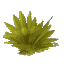 Plant Leaves Palm