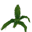 Plant Leaves Palm Oasis