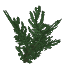 Plant Leaves Redwood