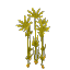 Plant Reeds Arid