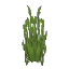 Plant Reeds Water