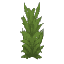 Plant Reeds Wet