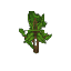 Plant Sapling Beech