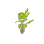 Plant Sapling Birch